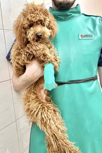 удаление гвоздя у собаки